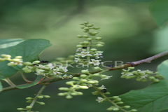 Embelia tsjeriam-cottam